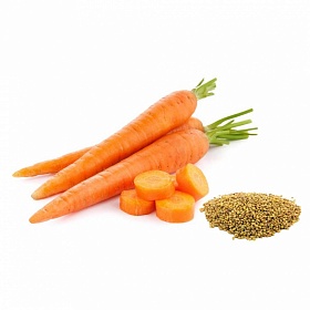 Семена дикой моркови