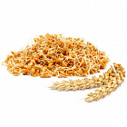 Зародыши пшеницы