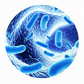 Лактобактерии